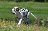 DOGUE ALLEMAND 071